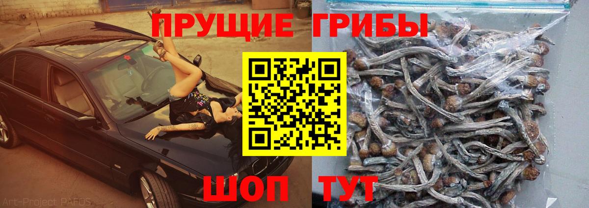 Новозыбков  Галлюциногенные грибы Cubensis  купить  сайты  Вход с VPN  Галлюциногенные грибы GOLDEN TEACHER 